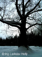 Cesta z Frýdlantu n.O. na Ondřejník