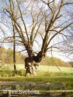 Víceúčelový lázeňský okruh Teplice nad Bečvou